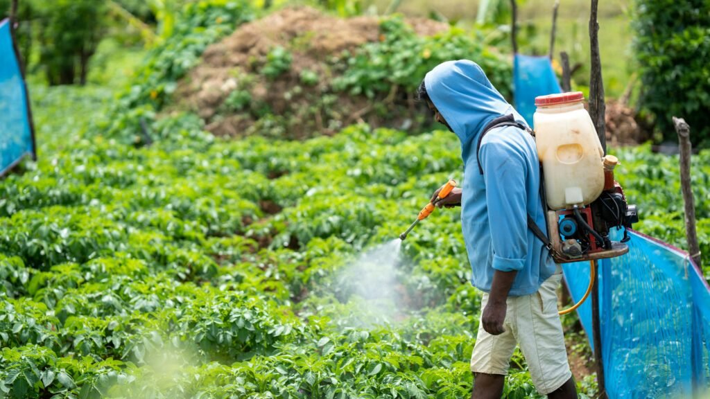 pexels-photo-17903068-17903068-1 A farmer spraying crops in a lush vegetable field in Pattipola, Sri Lanka.