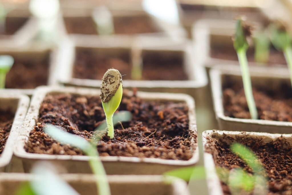 pexels-photo-30119143-30119143 Focused shot of a green seedling sprouting in a small pot with soil, emphasizing growth.